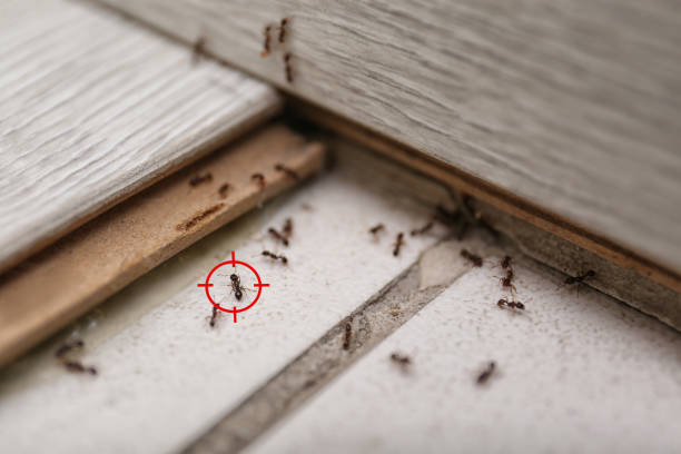 Best Emergency Pest Control  in Cumming, GA