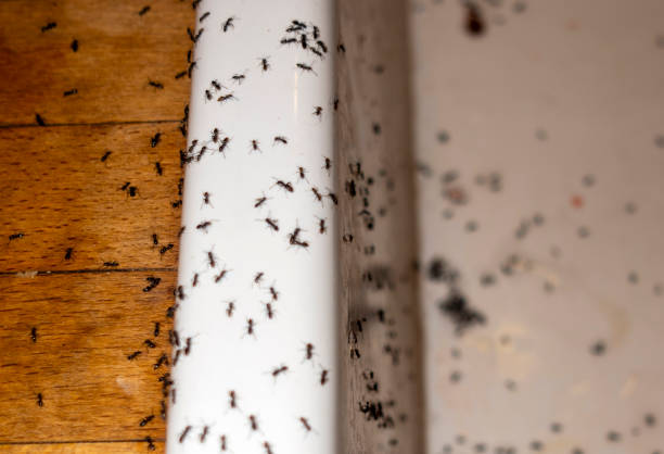 Best Rodent Control Near Me  in Cumming, GA